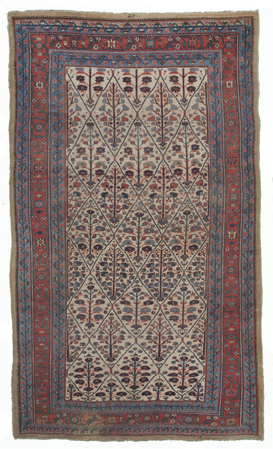 AORug#10220 size. 7' 11" x 13' 04"